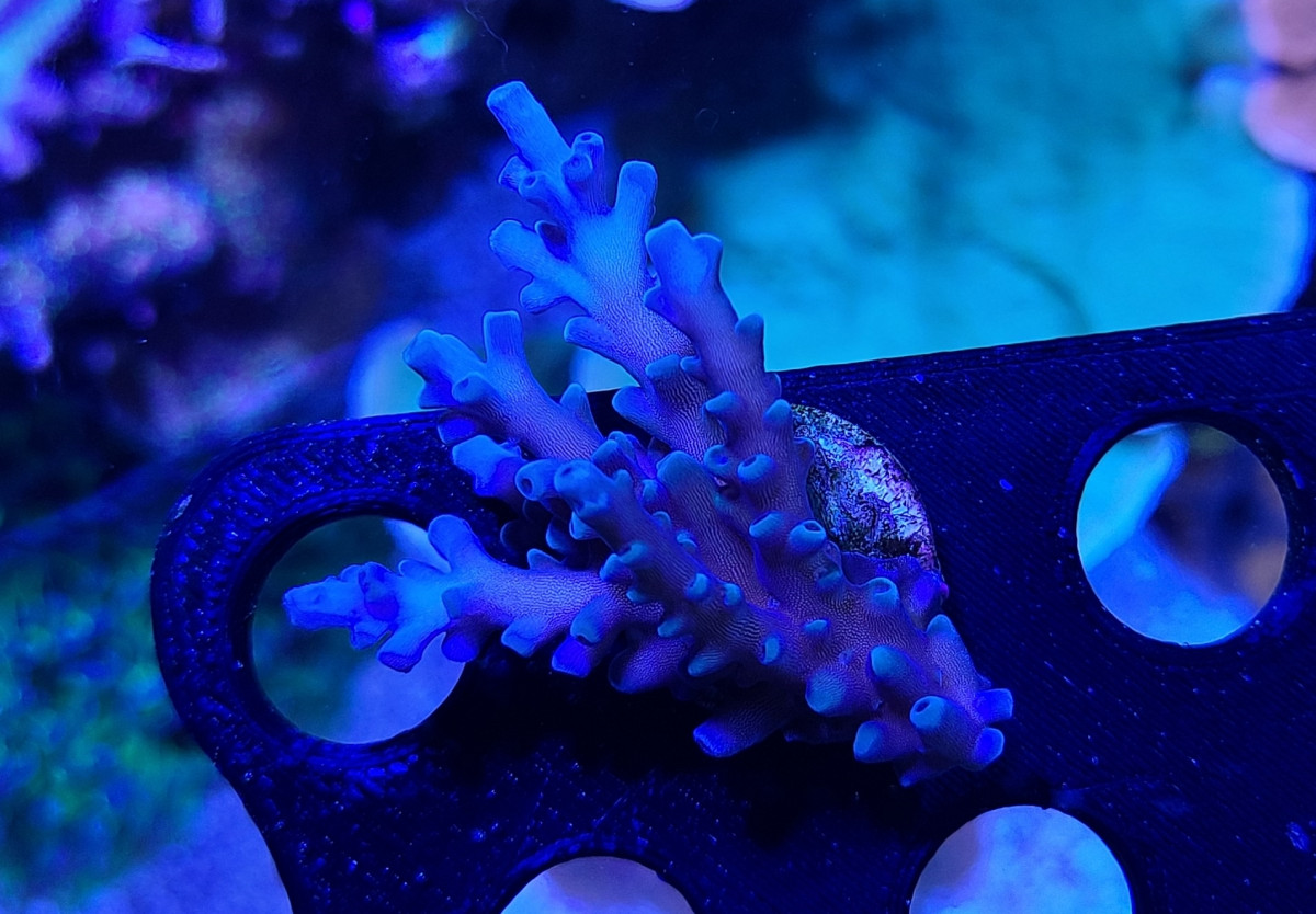 Oregon Tort Acropora Coral #1 – Little Maui